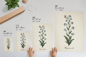 Dekoracyjny plakat ścienny Niezapominajka kwiat