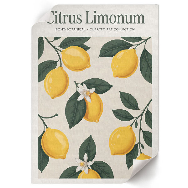 Grafika na ścianę Citrus Limonum