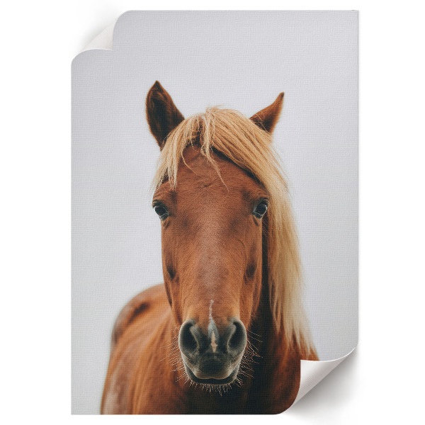 Wydruk na płótnie Koń portret