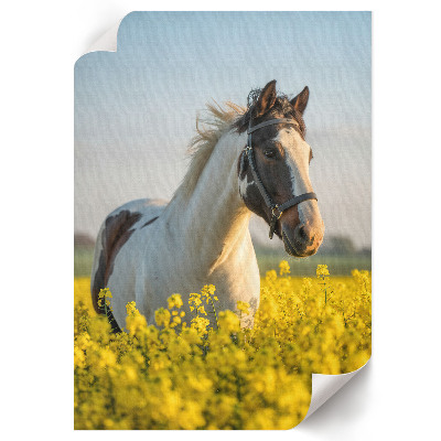 Plakat premium Koń w polu