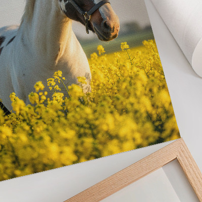 Plakat premium Koń w polu