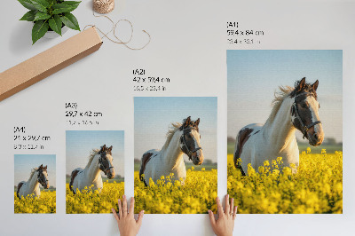 Plakat premium Koń w polu