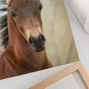 Dekoracyjny plakat ścienny Koń w koronie