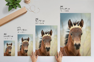 Dekoracyjny plakat ścienny Koń w koronie