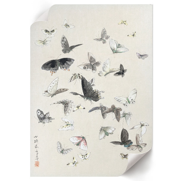 Grafika na ścianę Motyle i ćmy