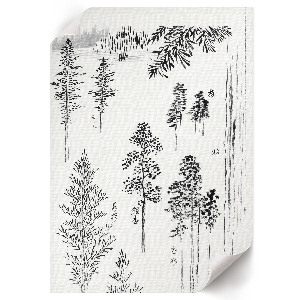 Wydruk na płótnie Sosny