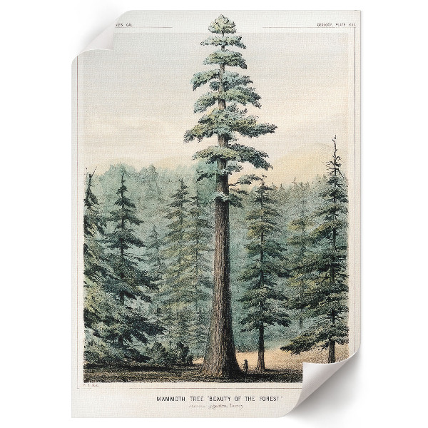 Plakat premium Wellingtonia