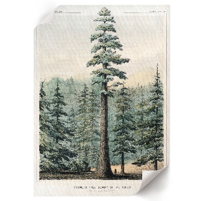 Plakat premium Wellingtonia