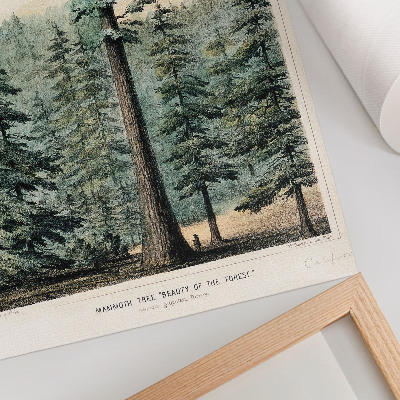Plakat premium Wellingtonia