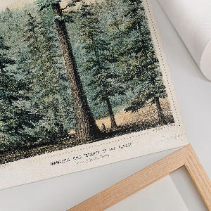 Plakat premium Wellingtonia