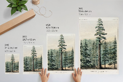 Plakat premium Wellingtonia