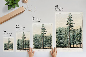 Plakat premium Wellingtonia