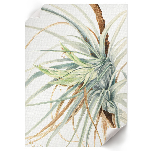 Grafika na ścianę Dziki ananas