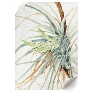 Grafika na ścianę Dziki ananas