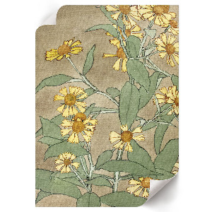 Wydruk na płótnie Stokrotki