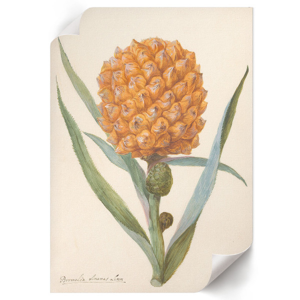 Dekoracyjny plakat ścienny Bromelia ananas