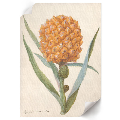 Dekoracyjny plakat ścienny Bromelia ananas
