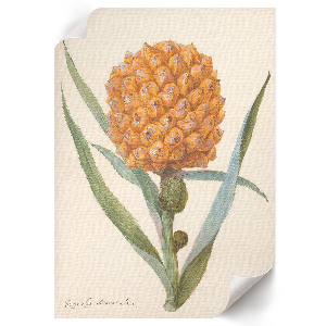 Dekoracyjny plakat ścienny Bromelia ananas