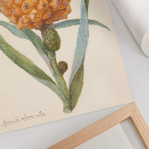 Dekoracyjny plakat ścienny Bromelia ananas