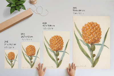 Dekoracyjny plakat ścienny Bromelia ananas