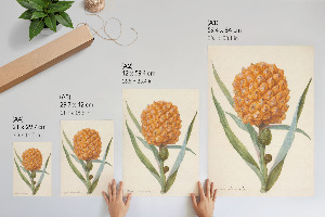 Dekoracyjny plakat ścienny Bromelia ananas