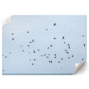 Plakat na płótnie Ptaki w locie