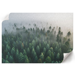 Plakat Tajemniczy las