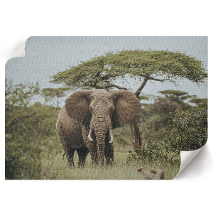 Plakat ścienny Słoń na sawannie