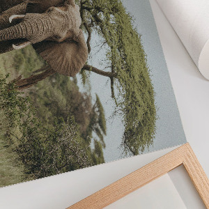 Plakat ścienny Słoń na sawannie