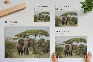 Plakat ścienny Słoń na sawannie