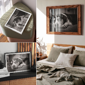 Plakat dekoracyjny Śpiący pies