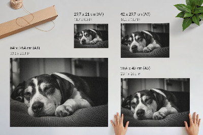 Plakat dekoracyjny z motywem śpiącego psa