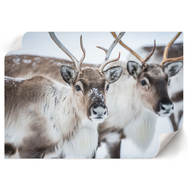 Plakat Renifery zimą