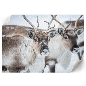 Plakat Renifery zimą