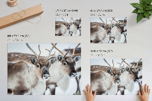 Plakat Renifery zimą