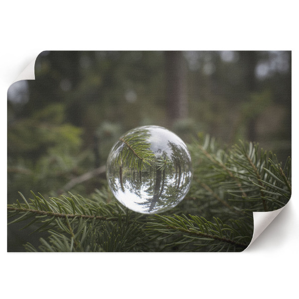 Plakat dekoracyjny Sosnowe odbicie