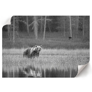 Plakat na płótnie Leśna scena