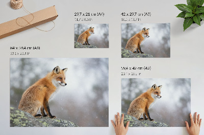 Plakat ścienny z motywem rudego lisa