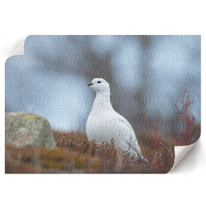 Plakat dekoracyjny Zimowy krajobraz