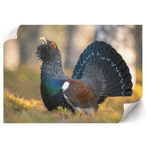 Plakat dekoracyjny Dumny ptak