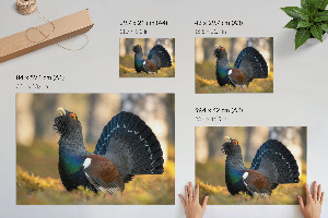 Plakat dekoracyjny Dumny ptak