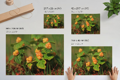 Plakat z motywem leśnych owoców