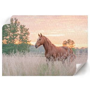 Plakat dekoracyjny Poranny spokój