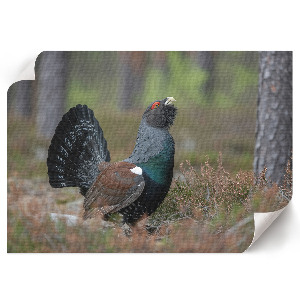 Plakat na ścianę Ptak w lesie