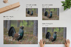 Plakat na ścianę Ptak w lesie