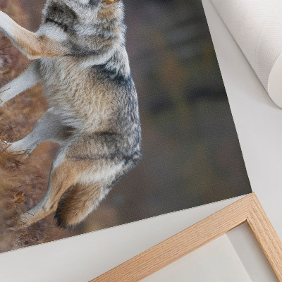 Plakat z motywem wilka w stylu natury