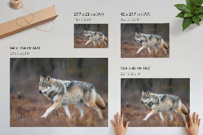 Plakat z motywem wilka w stylu natury