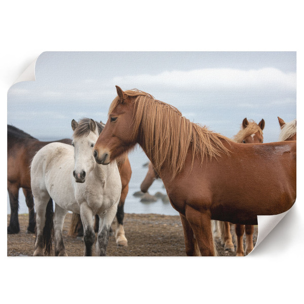 Plakat na płótnie Konie w krajobrazie