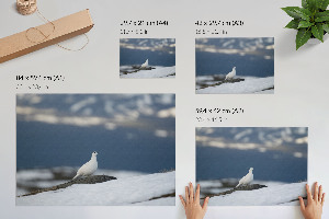 Plakat dekoracyjny Śnieżny ptak