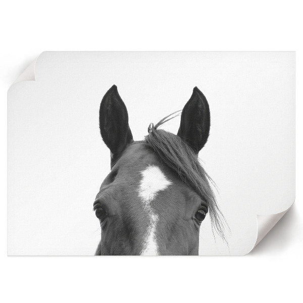 Plakat dekoracyjny Uszy konia